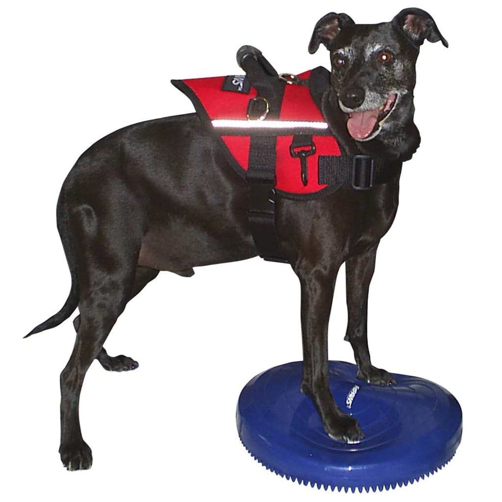 Fitpaws Disco Per L'allenamento Dell'equilibrio Per Cani Blu