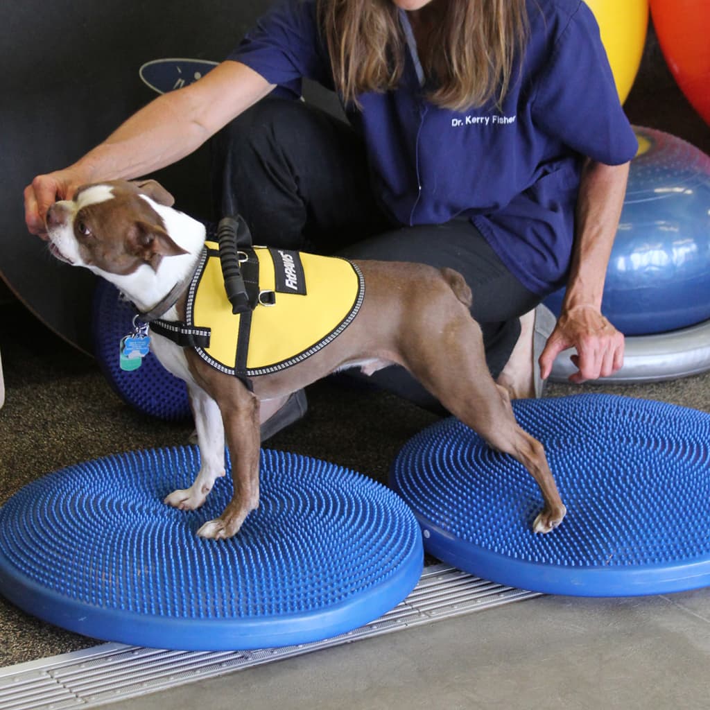 Fitpaws Disco Per L'allenamento Dell'equilibrio Per Cani Blu
