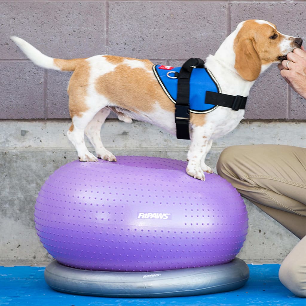 Fitpaws Supporto Anello Di Addestramento 63 Cm Grigio