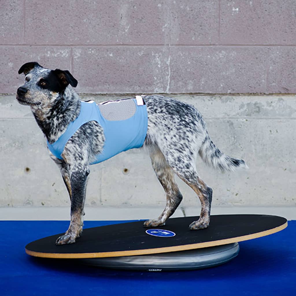 Fitpaws Supporto Anello Di Addestramento 63 Cm Grigio