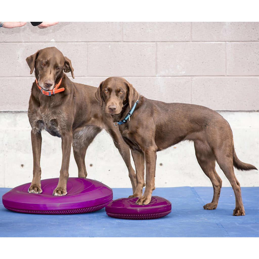 Fitpaws Disco Per L'allenamento Dell'equilibrio Per Cani Lampone