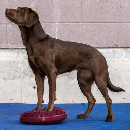 Fitpaws Disco Per L'allenamento Dell'equilibrio Per Cani Lampone