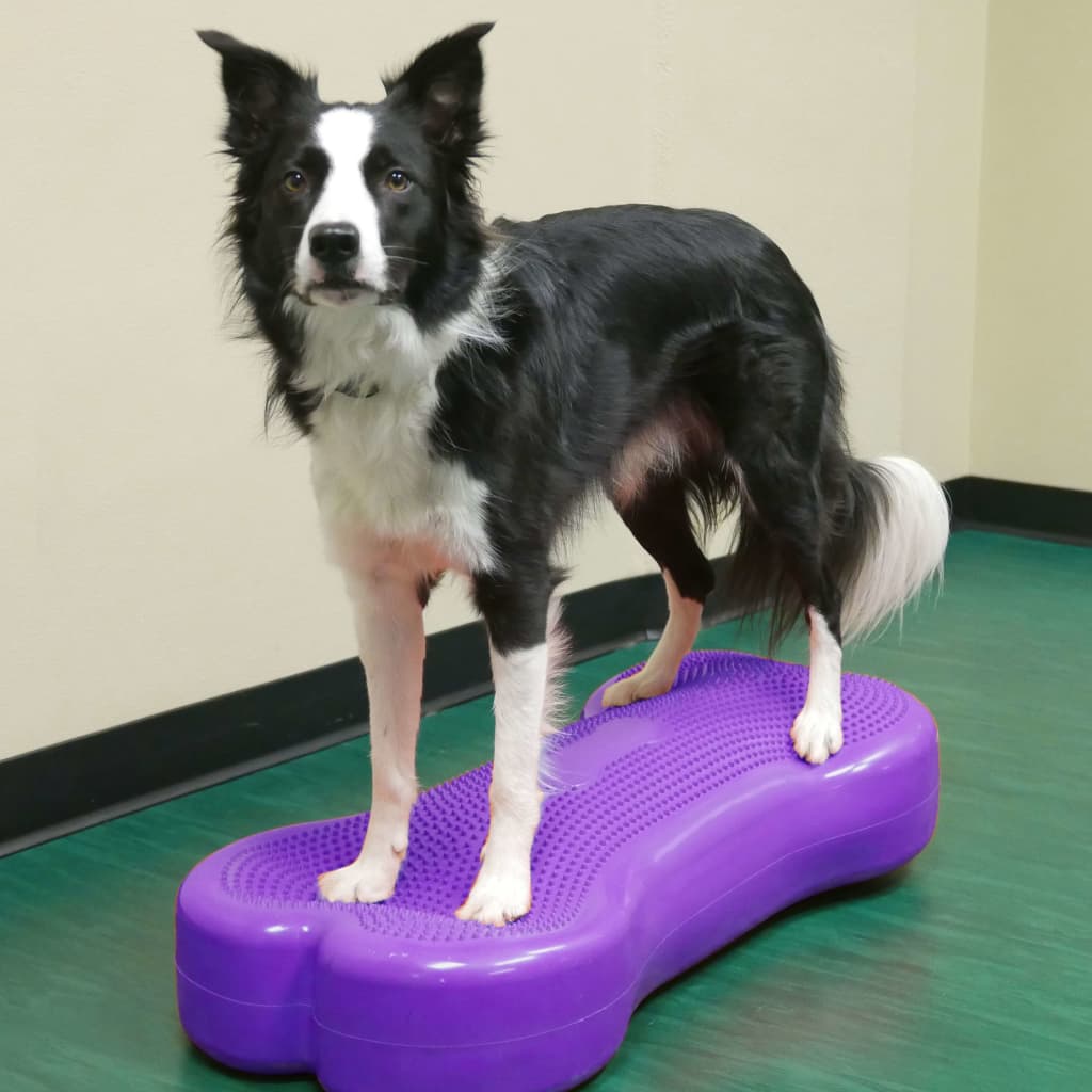 Fitpaws Piattaforma Equilibrio Per Animali Giant K9Fitbone Pvc