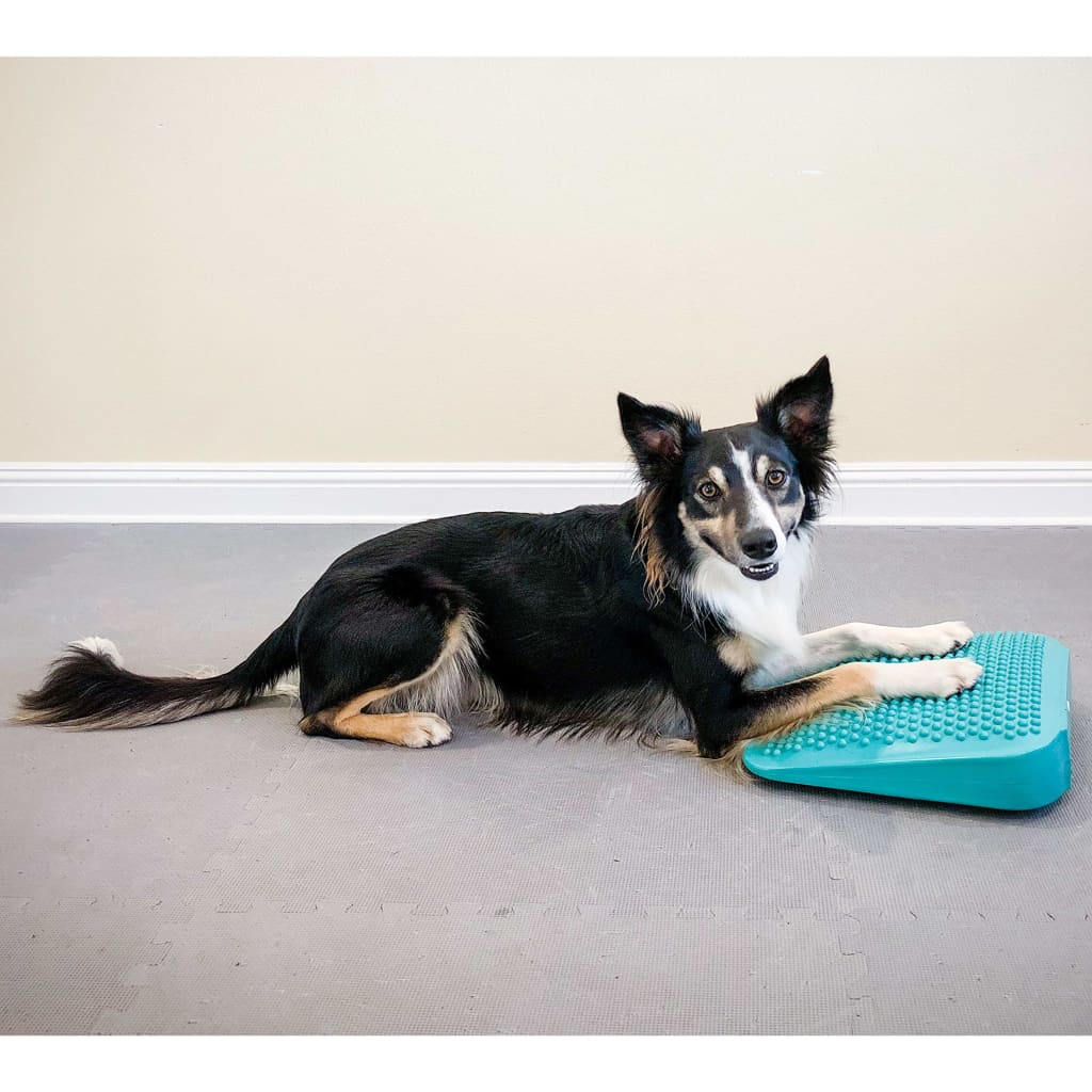 Fitpaws Rampa Di Bilanciamento Per Animali Domestici 35X35X7 Cm Blu
