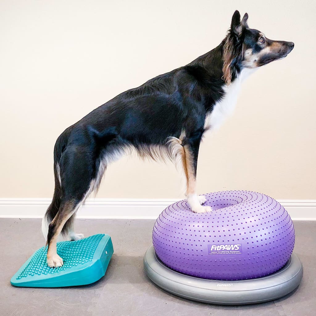 Fitpaws Rampa Di Bilanciamento Per Animali Domestici 35X35X7 Cm Blu