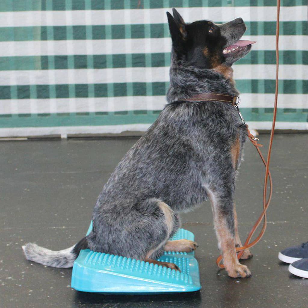 Fitpaws Rampa Di Bilanciamento Per Animali Domestici 35X35X7 Cm Blu