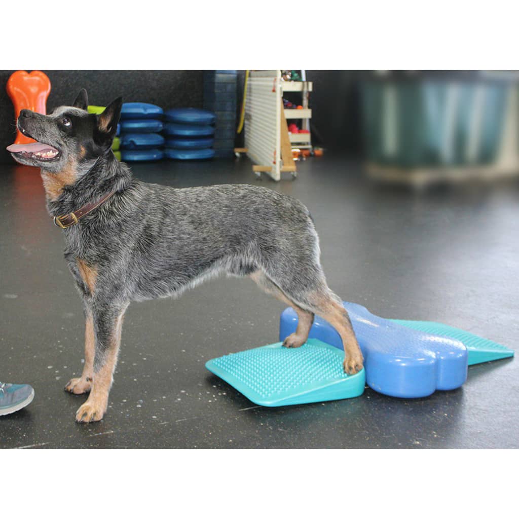 Fitpaws Rampa Di Bilanciamento Per Animali Domestici 35X35X7 Cm Blu
