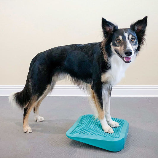Fitpaws Rampa Di Bilanciamento Per Animali Domestici 35X35X7 Cm Blu