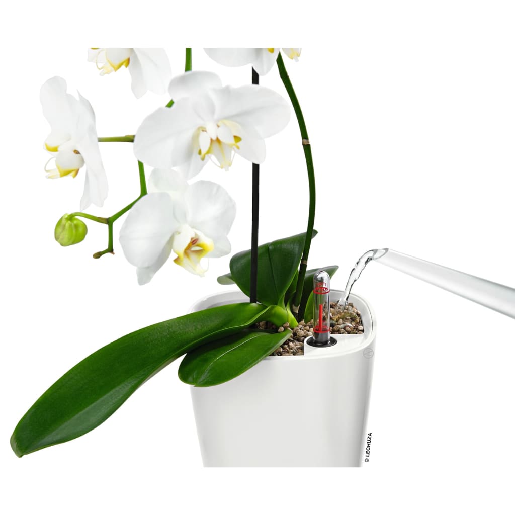 Lechuza Fioriera Deltini All-In-One Lucido