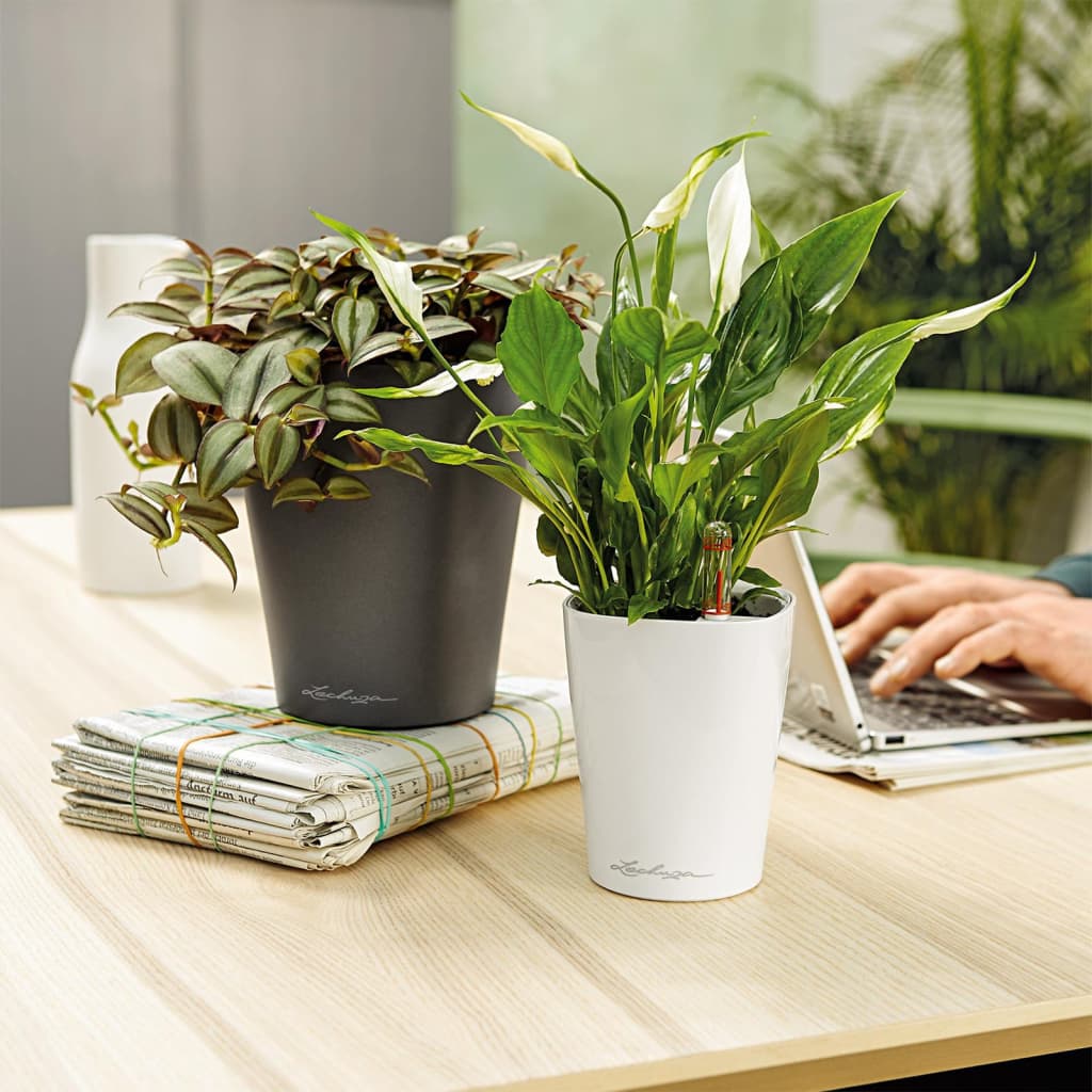 Lechuza Fioriera Deltini All-In-One Lucido