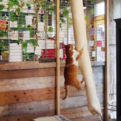 Quapas! Sacco Da Arrampicata Gatti Sisal 180 Cm