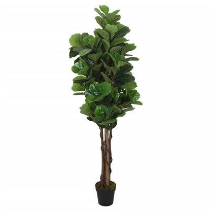 Albero Ficus Lyrata 180 Foglie Verde
