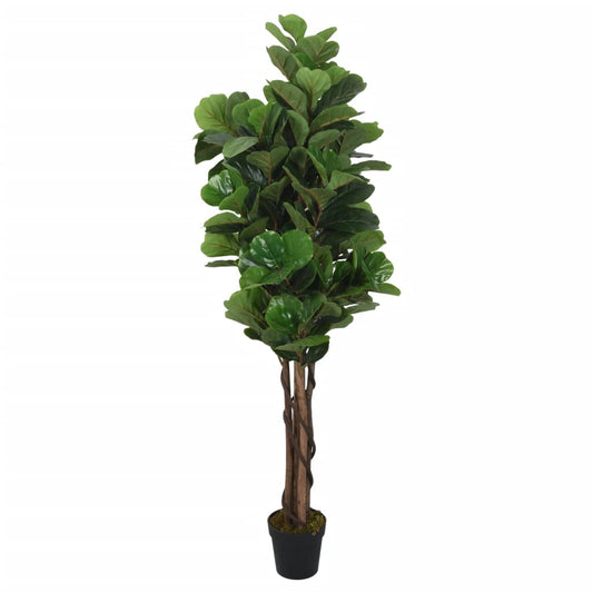 Albero Ficus Lyrata 180 Foglie Verde
