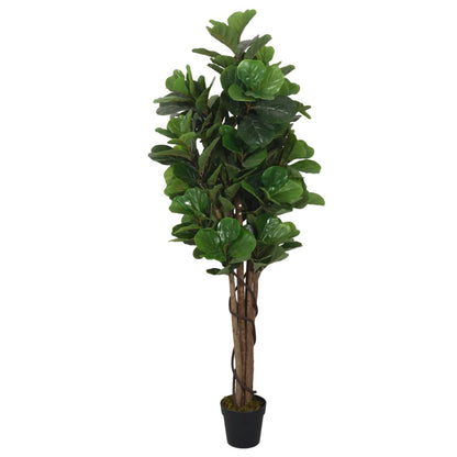 Albero Ficus Lyrata 180 Foglie Verde