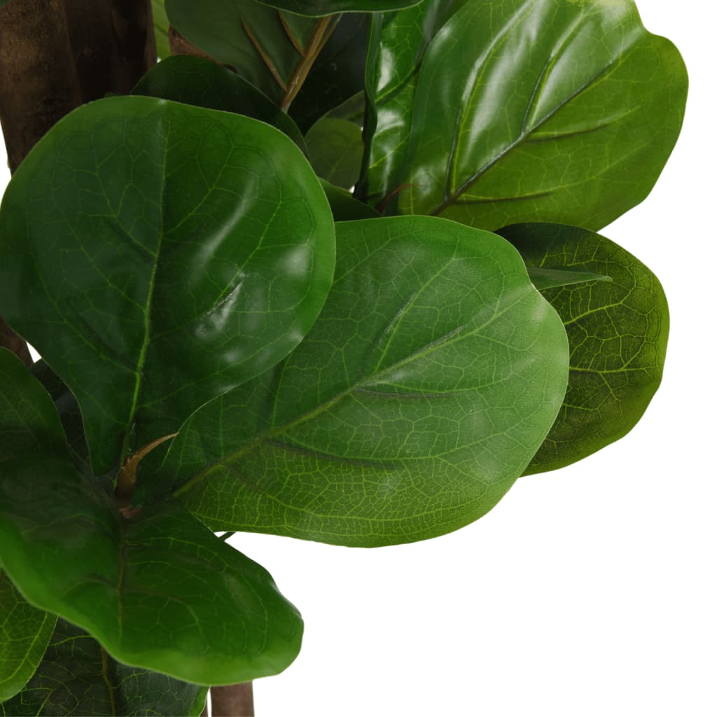 Albero Ficus Lyrata 180 Foglie Verde