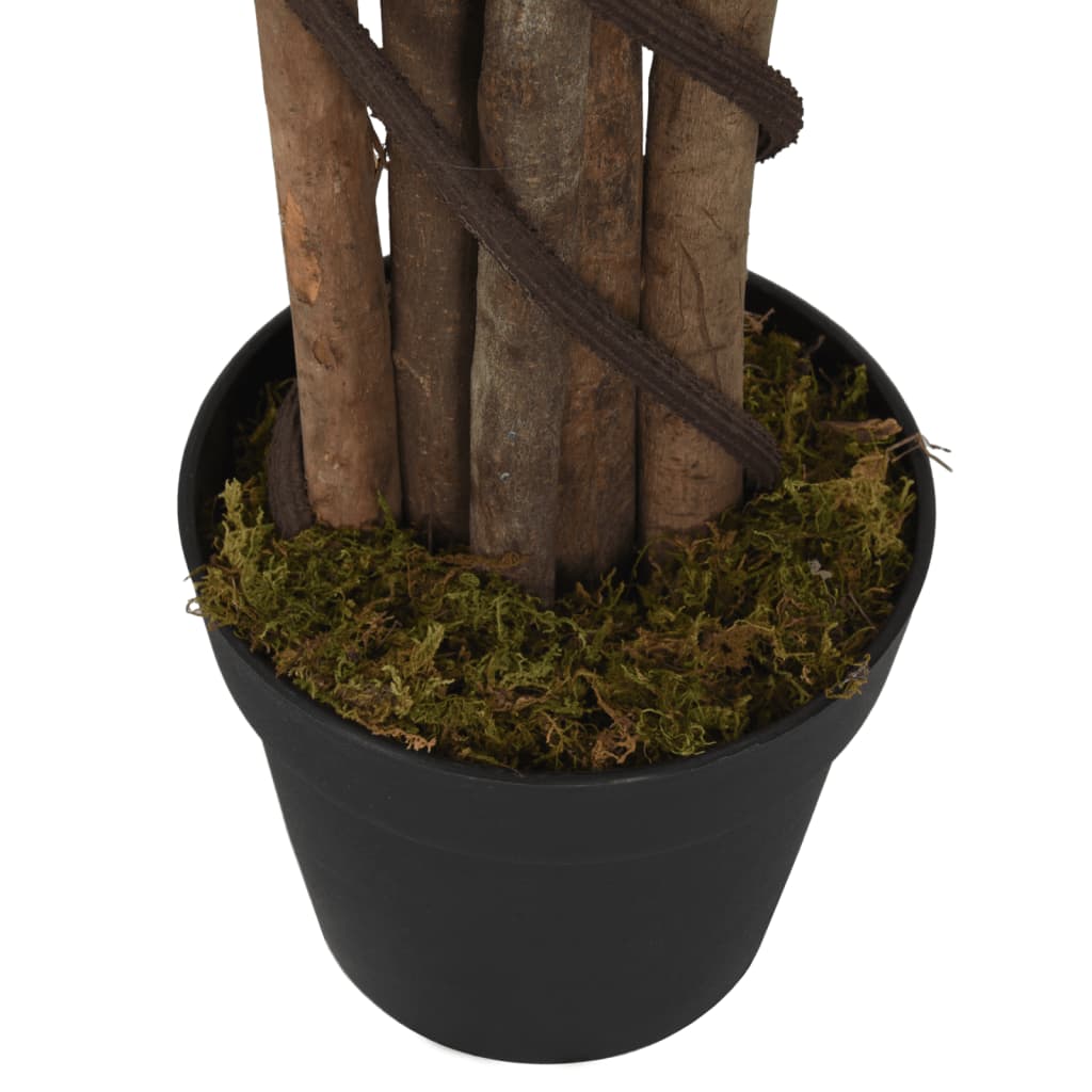 Albero Ficus Lyrata 180 Foglie Verde
