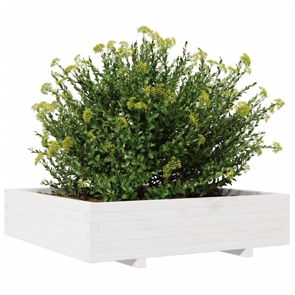 Fioriera Da Giardino Bianca 100X100X26,5Cm Legno Massello Pino Douglas Naturale